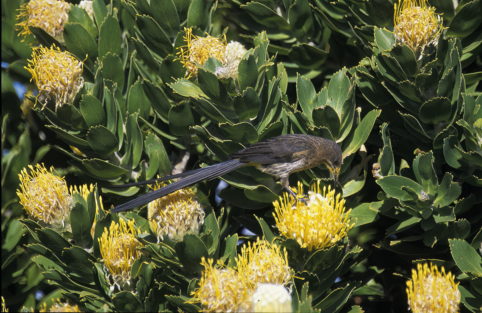 Kaphonigfresser auf Nadelkissen-Protea